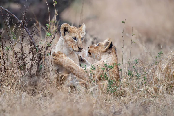 Jonge Leeuwen Welpen Spelen Regen Het Kruger National Park Zuid —  Fotos de Stock