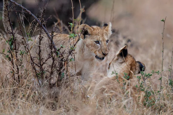 Fiatal Oroszlán Kölykök Játék Kruger Nemzeti Park Dél Afrikai Köztársaság — Stock Fotó