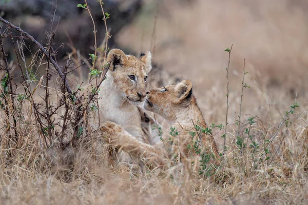 Fiatal Oroszlán Kölykök Játék Kruger Nemzeti Park Dél Afrikai Köztársaság — Stock Fotó