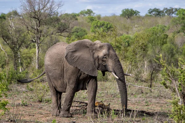 Séta Bokor Sabi Sands Game Reserve Része Nagyobb Kruger Régió — Stock Fotó