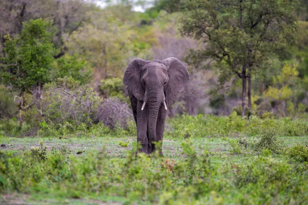 Elefante Caminando Por Los Arbustos Reserva Caza Sabi Sands Parte — Foto de Stock
