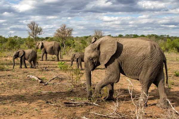 Olifant Familie Wandelen Jungle Sabi Sands Game Reserve Greater Kruger — Stockfoto