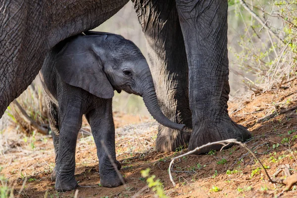 Joven Elefante Bebé Surching Para Protección Entre Las Piernas Madre — Foto de Stock