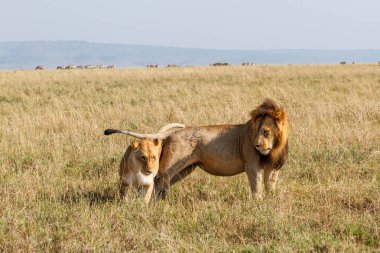Aslanlar Kenya Masai Mara Milli Parkı ovada birkaç çiftleşme