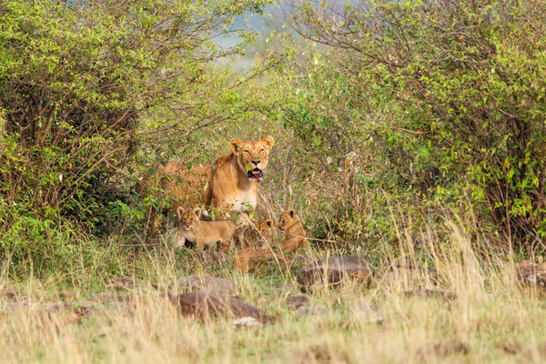 Lioness Tree Cubs Bush Masai Mara National Park Kenya — Stock Photo, Image