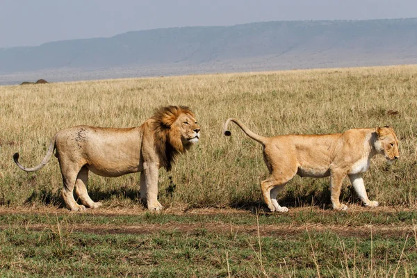 Aslanlar Kenya Masai Mara Milli Parkı Ovada Birkaç Çiftleşme — Stok fotoğraf