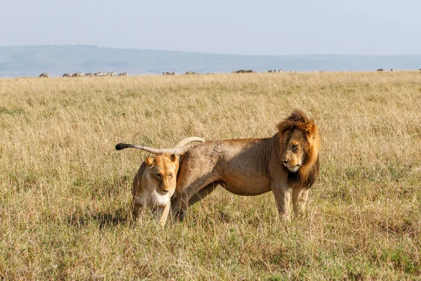 Apareamiento Par Leones Las Llanuras Del Parque Nacional Masai Mara — Foto de Stock