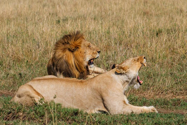 Krycia Para Lwów Równinach Park Narodowy Masai Mara Kenii — Zdjęcie stockowe