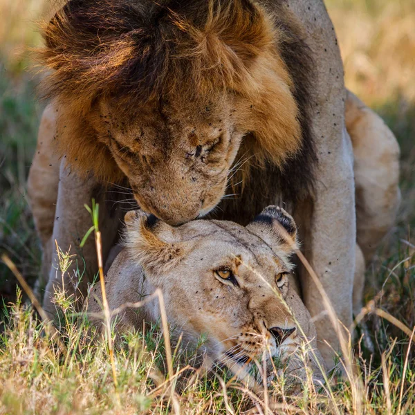 在肯尼亚马赛马拉国家公园的平原上与一对狮子进行配对 — 图库照片