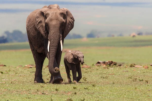 Olifant Met Een Kalf Lopen Savanne Van Het Masai Mara — Stockfoto