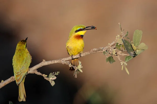 Comedor Abelhas Com Uma Presa Parque Nacional Kruger África Sul — Fotografia de Stock