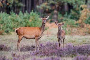 Dişi kırmızı geyik yavrularıyla heath alanları içinde orman National Park Hoge Veluwe Hollanda ile