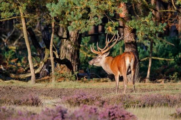 Hert Rode Herten Bronsttijd Heide Velden Het Bos Van Nationaalpark — Stockfoto