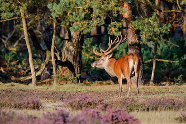 Олень красных оленей в сезон ржавчины на полях вереска в лесу Национального парка Хоге Велюве в Нидерландах
