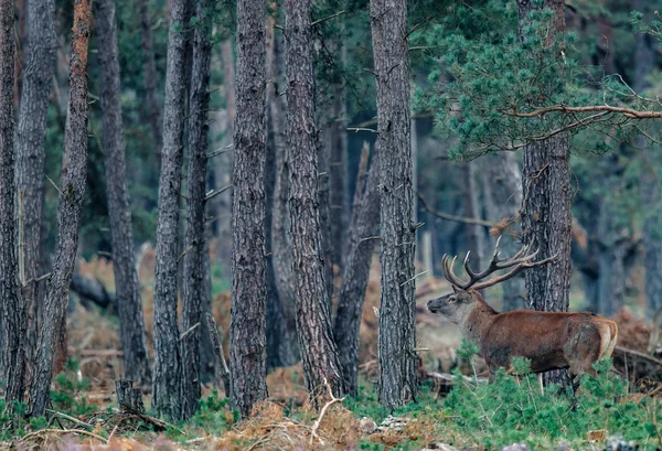 ヒース フィールドで 森林の国立公園ホーヘ フェルウェ オランダの Rutting 季節でレッド ディア鹿 — ストック写真