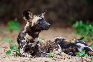 Vahşi köpek kuru nehir yatağı Mkuze Nehri'nin Güney Afrika Zimanga oyun yedekte dinlenme