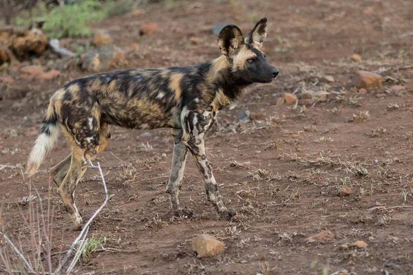 Caça Cães Selvagens Zimanga Reserva Caça África Sul — Fotografia de Stock