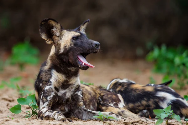 Divoký Pes Odpočívá Suchém Korytě Řeky Mkuze Zimanga Game Reserve — Stock fotografie