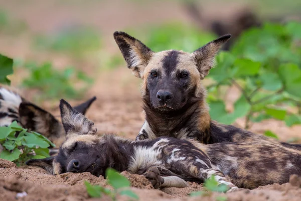 Cão Selvagem Descansando Leito Seco Rio Mkuze Zimanga Reserva Caça — Fotografia de Stock
