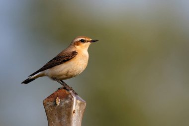 Bir fench Hollanda çayıra bir demir direği üzerinde oturan Kuzey kuyrukkakan