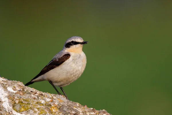 Northern Wheatear sitting on a peace of stone in the meadows in the Netherlands