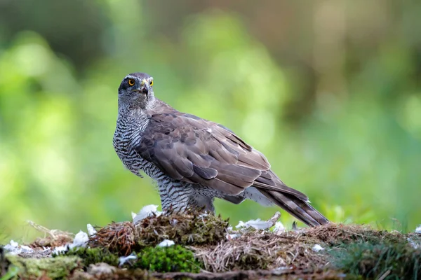 Noordelijke Havik Eten Een Duif Het Bos Nederland — Stockfoto