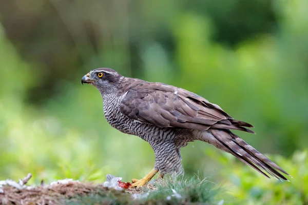 Goshawk Utara Memakan Merpati Hutan Belanda — Stok Foto