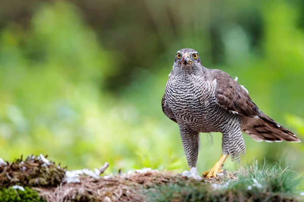 Goshawk Settentrionale Che Mangia Piccione Nella Foresta Nei Paesi Bassi — Foto Stock