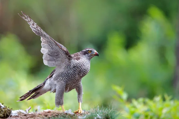 Northern Goshawk Eating Pigeon Forest Netherlands — Stock Photo, Image
