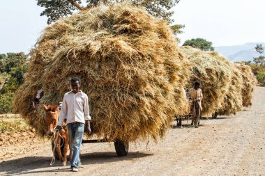 Bahir Dar, Etiyopya - 8 Aralık 2010: arabaları saman dolu çekerek eşekler çocuklarla yakınındaki Bahir Dar, Etiyopya kuzeyde Amhara bölgesi