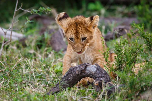 Lwiątko Grając Narodowy Masai Mara Kenii — Zdjęcie stockowe