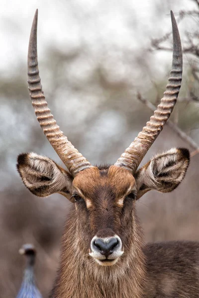 Portrét Muže Waterbuck Národního Parku Samburu Keni — Stock fotografie