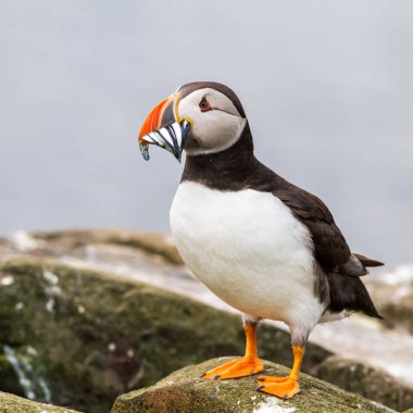 Farne Adaları - İngiltere - Birleşik Krallık üzerinde kum yılan balığı dolu onun gaga ile Atlantik martı
