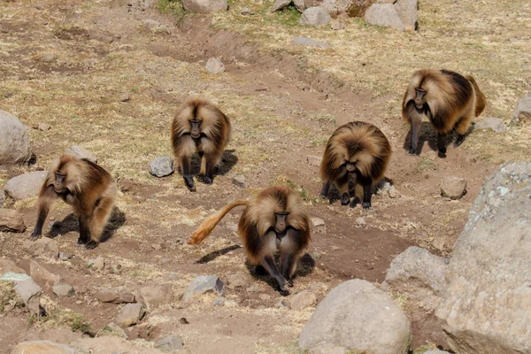 Gelada Simien 에티오피아의 — 스톡 사진