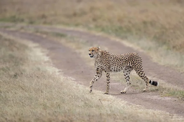 Cheetah Macho Andando Procura Presas Parque Nacional Masai Mara Quênia — Fotografia de Stock