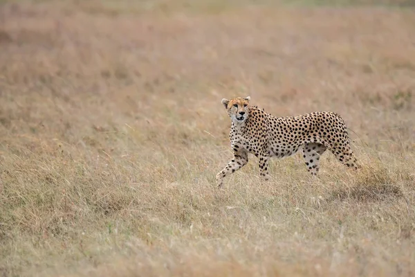 Cheetah Macho Andando Procura Presas Parque Nacional Masai Mara Quênia — Fotografia de Stock