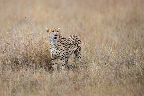 Cheetah Male Standing Next His Prey Eating Part Masai Mara — Stock Photo, Image