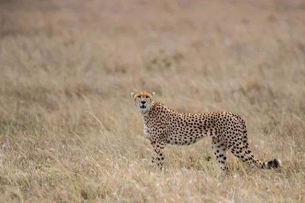 Gepárd Férfi Séta Keres Ragadozó Masai Mara Nemzeti Park Kenya — Stock Fotó