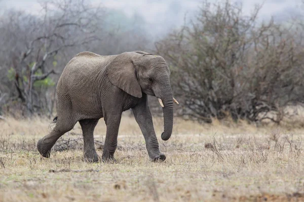 Elefánt Férfi Séta Kruger Nemzeti Park Közelében Renosterkoppies Dél Afrikában — Stock Fotó