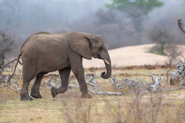 Elefante Macho Caminando Parque Nacional Kruger Cerca Renosterkoppies Sudáfrica — Foto de Stock