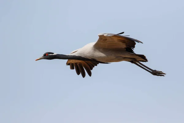 Demoiselle Crane flying in the village of Khichan in India