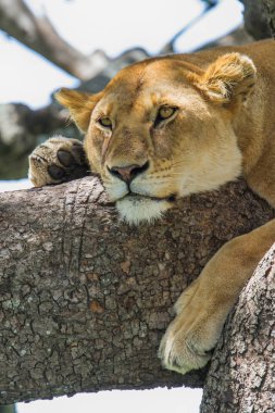 Dişi aslan Tanzanya 'daki Serengeti Milli Parkı' nda bir ağaçta dinleniyor.