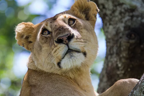 Lwica Spoczywająca Drzewie Parku Narodowym Serengeti Tanzanii — Zdjęcie stockowe