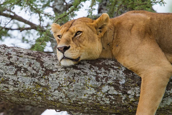 Lwica Spoczywająca Drzewie Parku Narodowym Serengeti Tanzanii — Zdjęcie stockowe