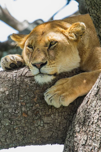 Lwica Spoczywająca Drzewie Parku Narodowym Serengeti Tanzanii — Zdjęcie stockowe