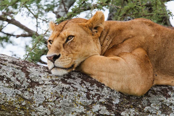 Lwica Spoczywająca Drzewie Parku Narodowym Serengeti Tanzanii — Zdjęcie stockowe