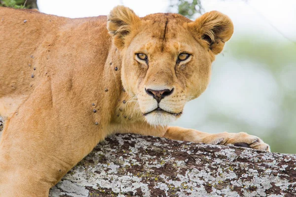 Lwica Spoczywająca Drzewie Parku Narodowym Serengeti Tanzanii — Zdjęcie stockowe