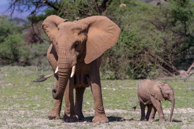 Kenya'daki Samburu Bölgesi'nin bir parçası olan Buffalo Springs Reserve'de eğlenceli bebek yavrusuyla fil annesi