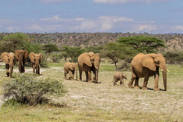 Elephant herd walking with small ones in Buffalo Springs Reserve, part of the Samburu area, in Kenya