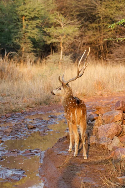 Spotted Deer Stag Ranthambore National Park India — Stock Photo, Image